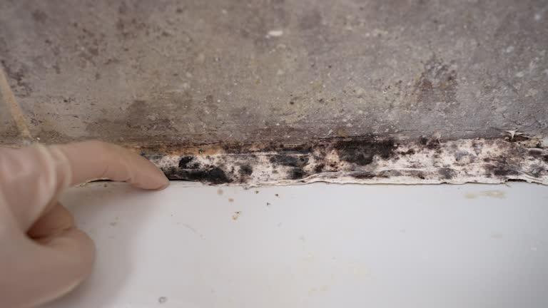  Wynnewood, OK Mold Removal Pros